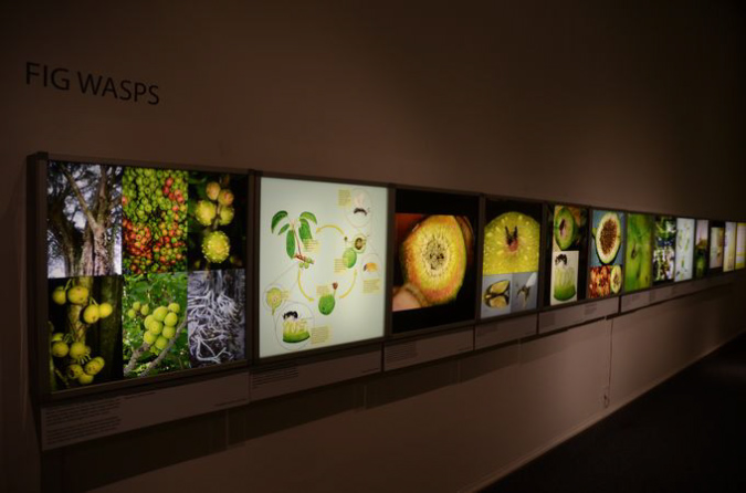 Wasp_exhibition__DSC3440